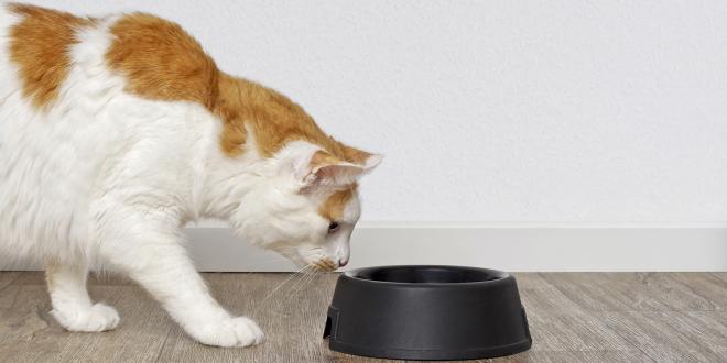 a tabby cat looking curiously at a pet food dish