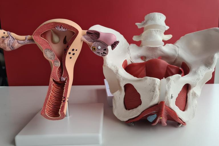 a medical model of a uterus and a female pelvis